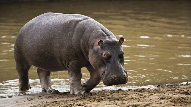 Big Hippopotamus HD Wallpaper