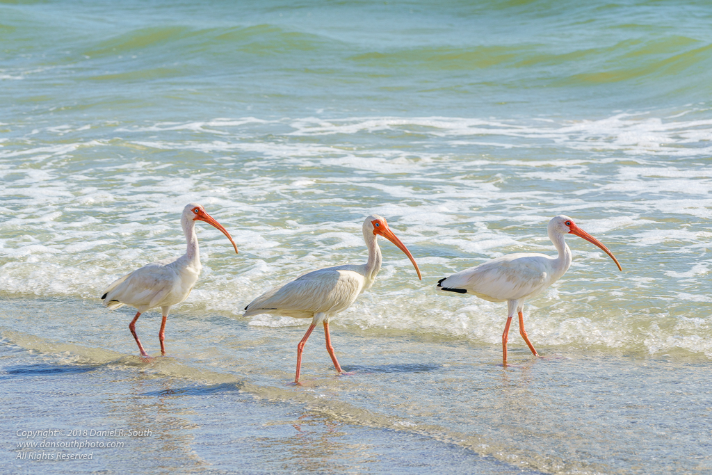 a photo of Sea Birds Hunting On The Florida Coast