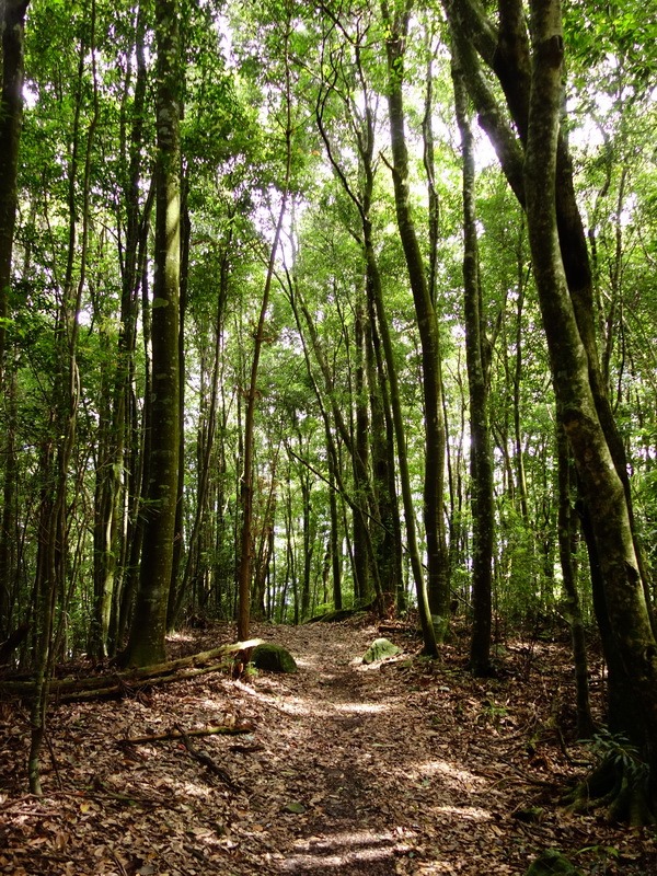 2013_0625-0627 八仙山馬崙山-1_005
