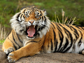 Bengal Tiger