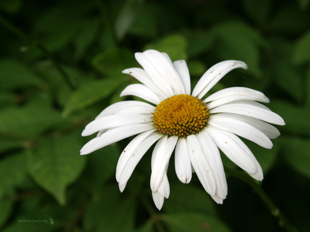 Does Walking Help You Lose Weight Fast Beauty Flowers