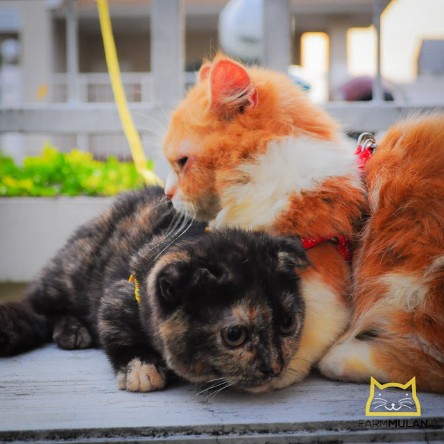 ขายแมวสายพันธุ์แท้   Exotic (เอ็กซ์โซติก) , Scottish Fold (สก๊อตติช) , คินคาโล , แมวขาสั้น (munchkin)