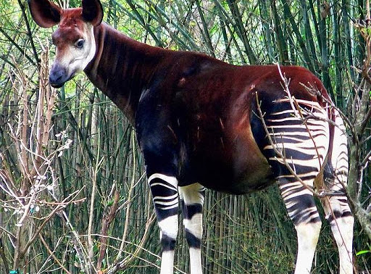 El okapi (Okapia johnstoni) es una especie de mamífero artiodáctilo de la familia Giraffidae.​Es el pariente vivo más próximo a la jirafa. Se le considera a veces un fósil viviente por su parecido con los primeros jiráfidos que aparecieron en el Mioceno. Vive en las frondosas selvas del norte de la República Democrática del Congo entre los ríos Uele, Ituri y en las selvas de Aruwimi.