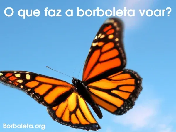 O que faz a borboleta voar?