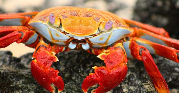 Animals - Galapagos Island Seen On www.coolpicturegallery.us