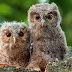 two owlets are known as Sunda scops (Otus lempiji)