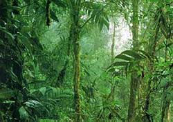 amazon rainforest