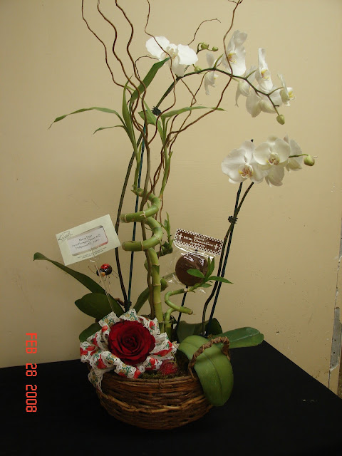 Bamboo Orchid Plant4