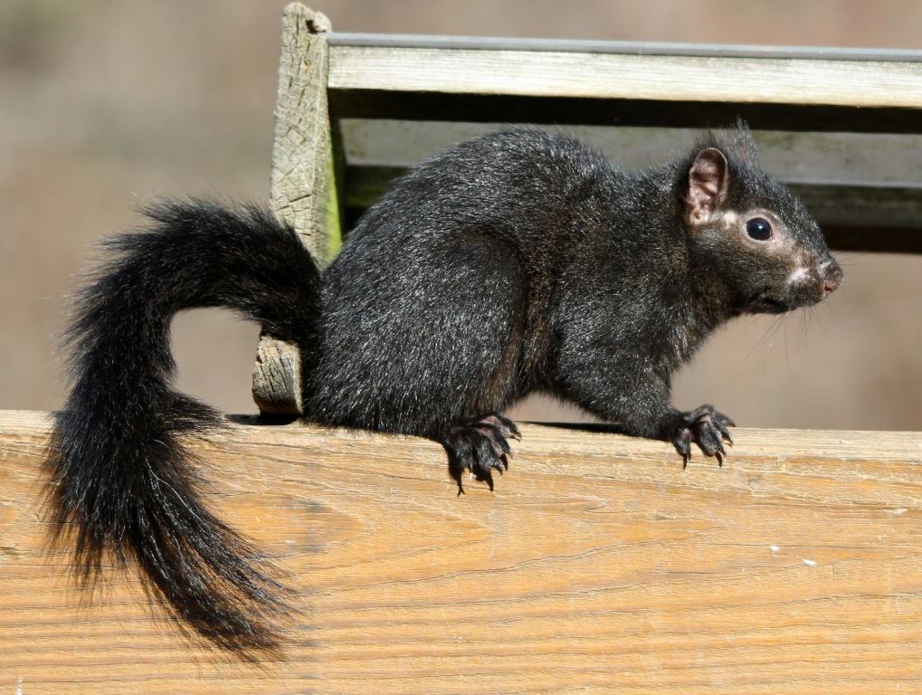 Gray Squirrels also come in black