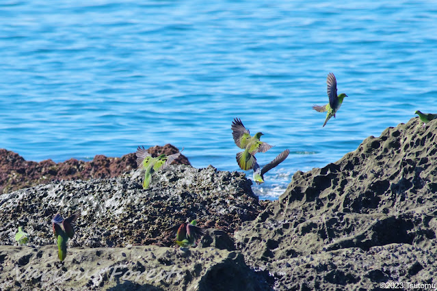 Green Pigeon in OISO