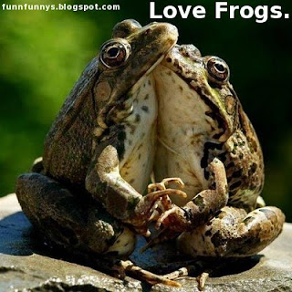 Funny Frogs