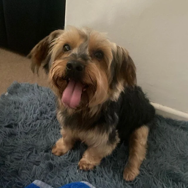 Male Yorkie Max