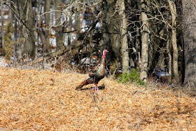 tom turkey at wood's edge