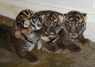 Tiger Cubs