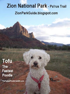 Dog in Zion National Park - Poodle in Zion National Park