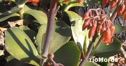 Hojas de COTILEDÓN, Cotyledon orbiculata