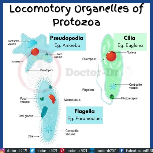 Locomotory organelles of protozoa