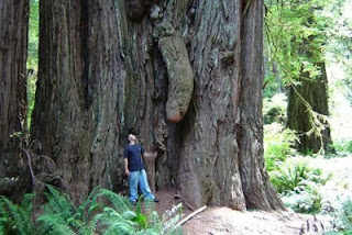 Trees adult funny penis