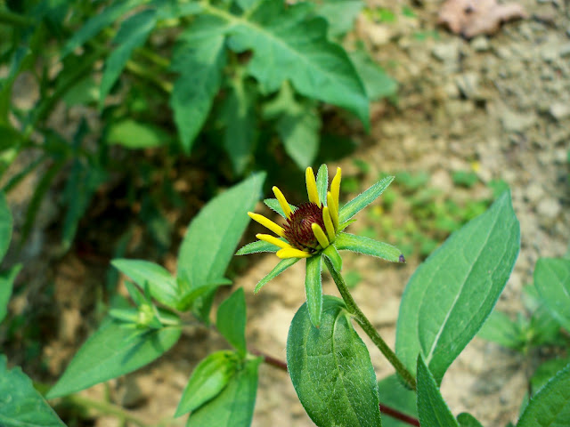 a tiny sunflower