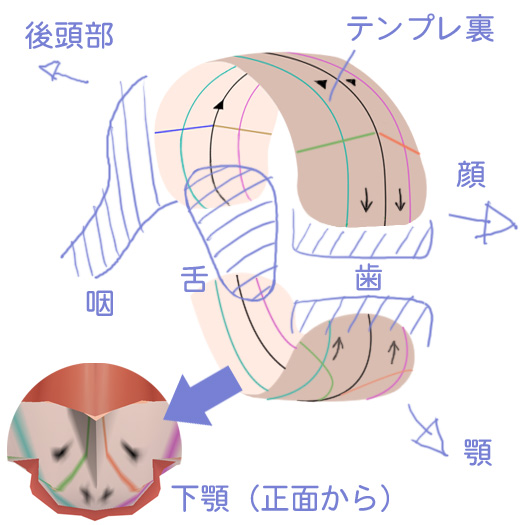 口内の構成模式図