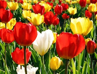 Netherlands, hollands flowers Tulips