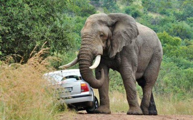 Elephant's Attack on Car