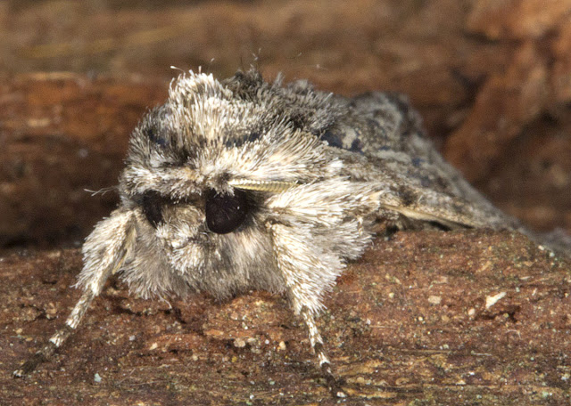 Early Grey, Xylocampa areola. Noctuid. Caught in my moth trap in Hayes on 30 March 2012.