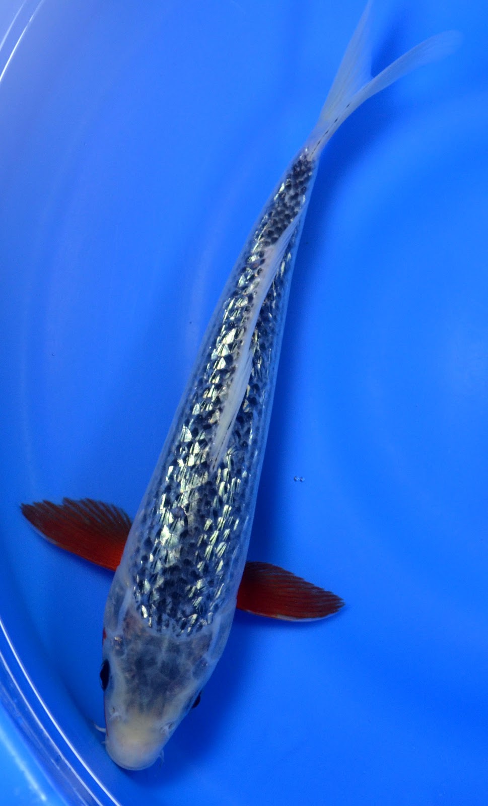 Koi To The World: Blue KOI