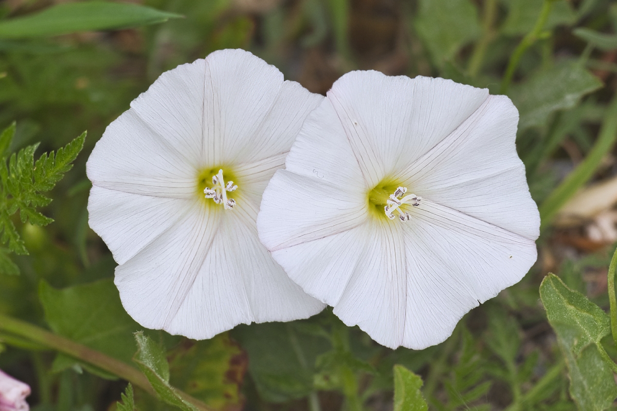Convolvulus arvensis