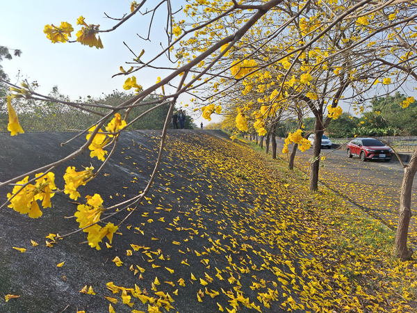 台南東山龜重溪聖賢堤防黃花風鈴木，整排黃花很低很親近很好拍