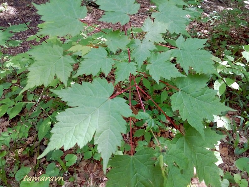 Клён бородатый / Клён бородчатонервный (Acer barbinerve)