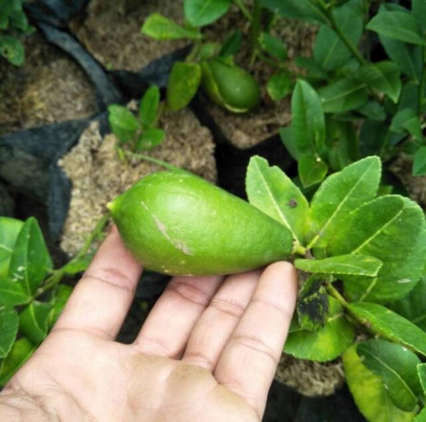 bibit lemon long bibit jeruk Sulawesi Selatan