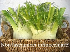 Finocchi