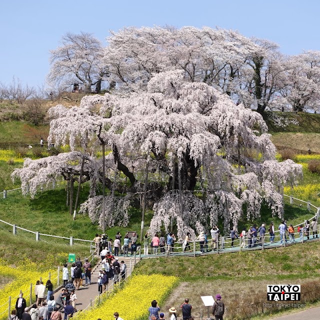 【三春瀧櫻】千年樹齡巨大櫻花提前華麗綻放　滿叢花瓣從高空垂下像壯觀粉紅瀑布