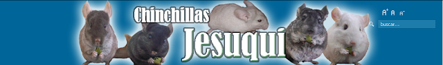 Chinchillas Jesuqui