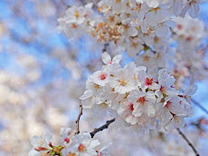 5 Lokasi Cherry Blossom Di Seoul Yang Selalu Ramai Diserbu Pengunjung