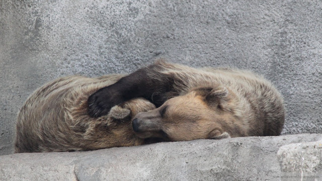 Korkeasaaren halinallet - Hugging bears of Korkeasaari