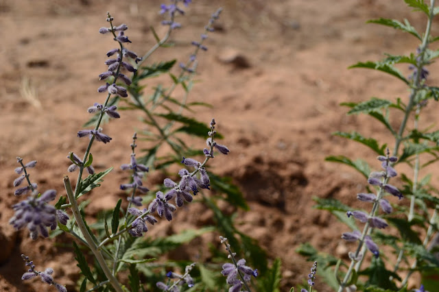 Perovskia, Perovskia atriplicifolia, drought-tolerant