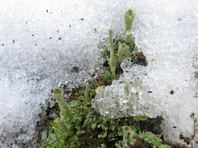 narrow crowned lichen