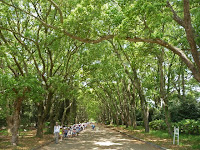 推定100年以上のくすの木が合計92本植えられ長さ200mの並木道がある。