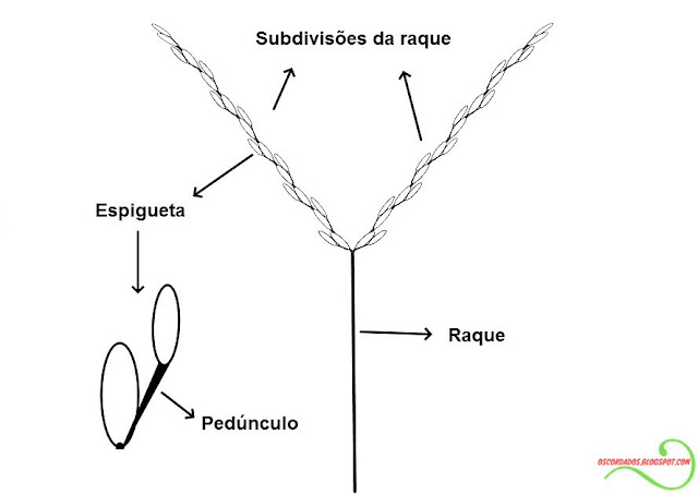 identificação-capim-rabo-de-burro-identificação-de-plantas-ornamentais-nativas