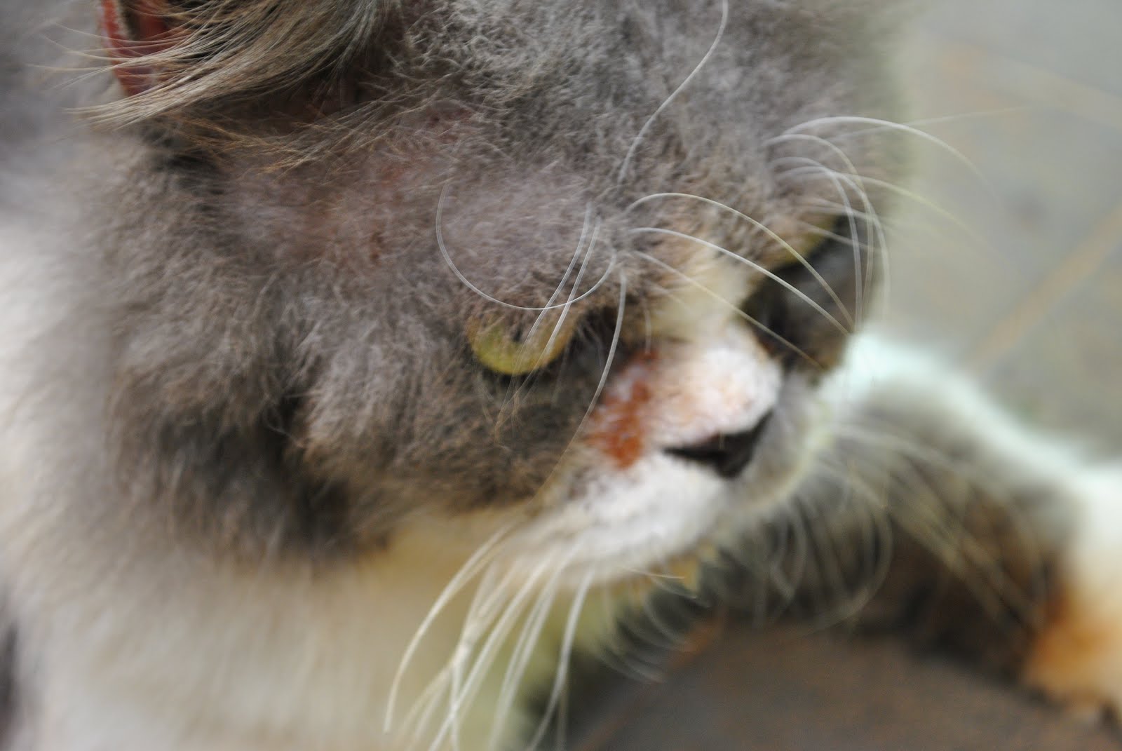 WELOVECATS Mengobati Mata Kucing Dengan Daun Sirih