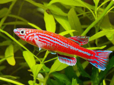 Ikan Killifish