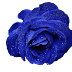 Png Rose picture image  