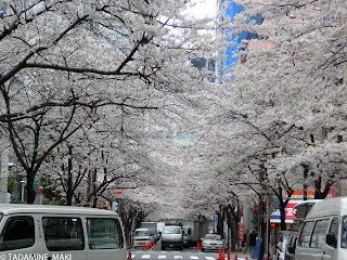 the tunnel of cherry blossoms