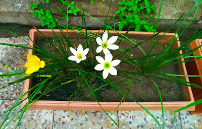 Aniket Dabhade VU3LOL - Garden flower