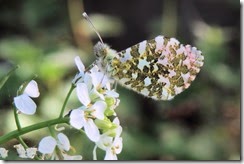 Orange Tip