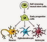 stem cell -neurons