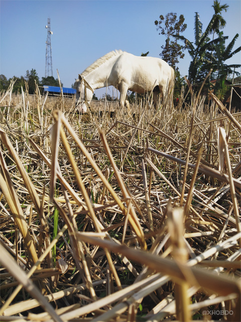 A Horse Grazing on a Field