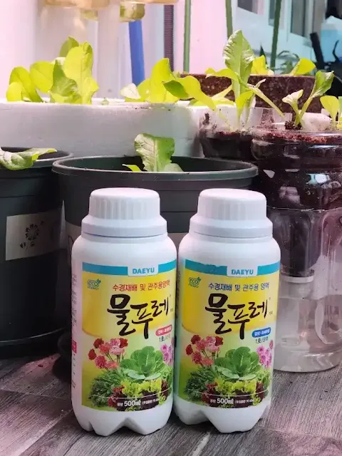 3월 15일부터 4월 9일까지 자란 상추 모습